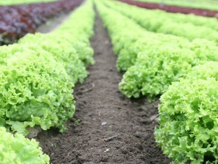 O mercado das hortaliças e as expectativas para 2021