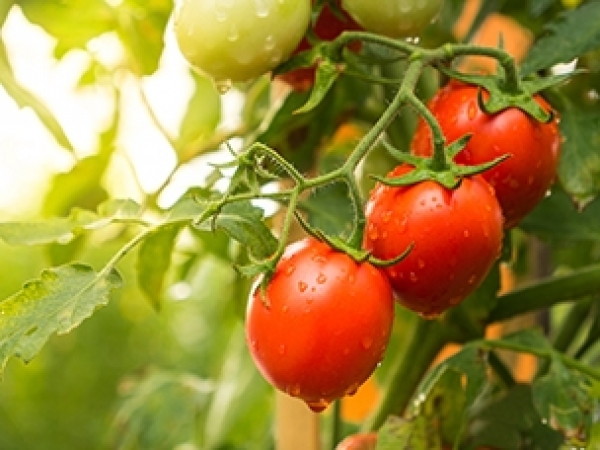 Combinação de fungos pode gerar novos bioestimulantes para tomates e outras culturas. - Foto: iStock-Singkham
