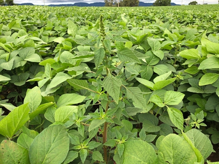 Parceria público-privada amplia pesquisa e recomenda alternativas para controle do caruru na soja