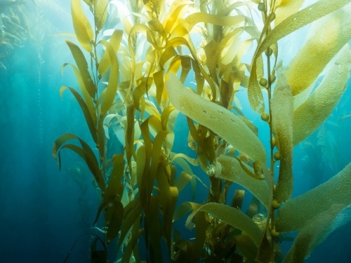 Novo bioinsumo à base de algas melhora crescimento e defesa das plantas