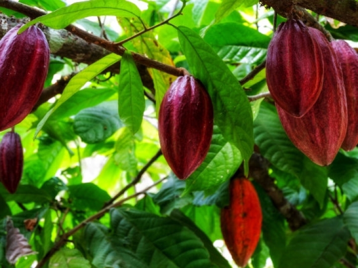 Setor agro brasileiro se destaca em exportações para o Canadá em 2020