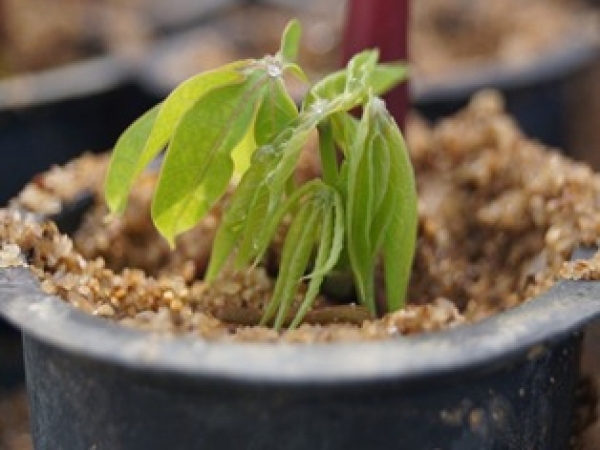 No detalhe do tubete, novas folhas surgem, formando uma nova muda - Foto: Reizaluamar de Jesus Neves