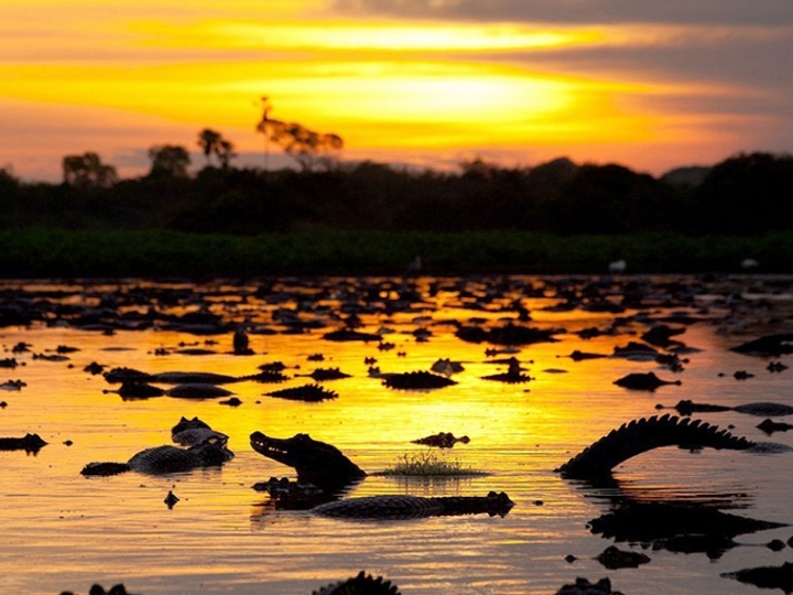 Sebrae e Ministério da Agricultura se unem pela recuperação do Pantanal