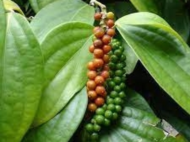 A textura do solo é um dos fatores mais importantes para o cultivo da pimenta-do-reino