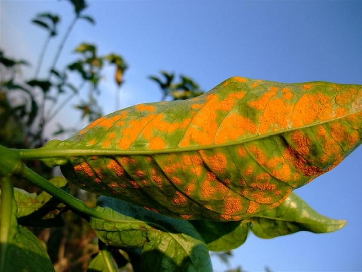 BASF oferece importantes ferramentas para o controle da ferrugem no café