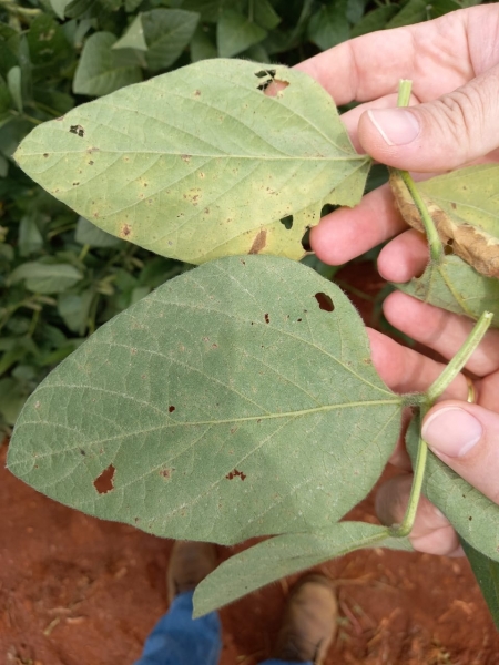 Folha de cima (Programa Foliar) e folha de baixo Saori +(PF). Foto: Divulgação