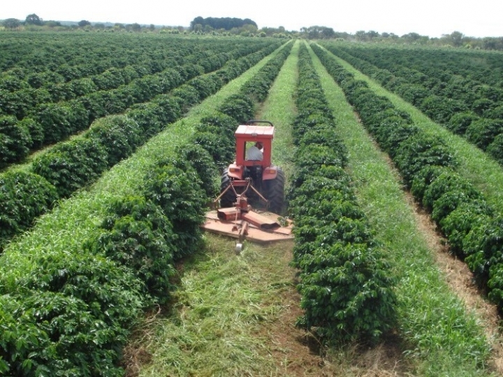 Braquiária na entrelinha do café traz ganhos ao produtor e ao meio ambiente
