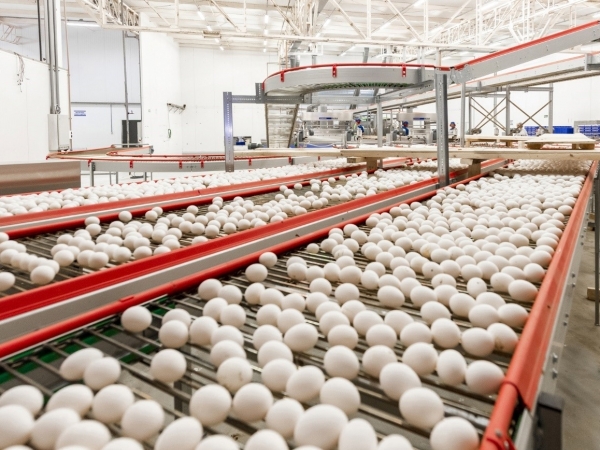 Crédito: Katayama Alimentos