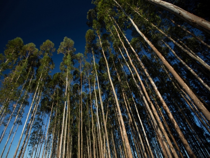 Caminhos indicados pela Cúpula do Clima podem impulsionar o agro brasileiro