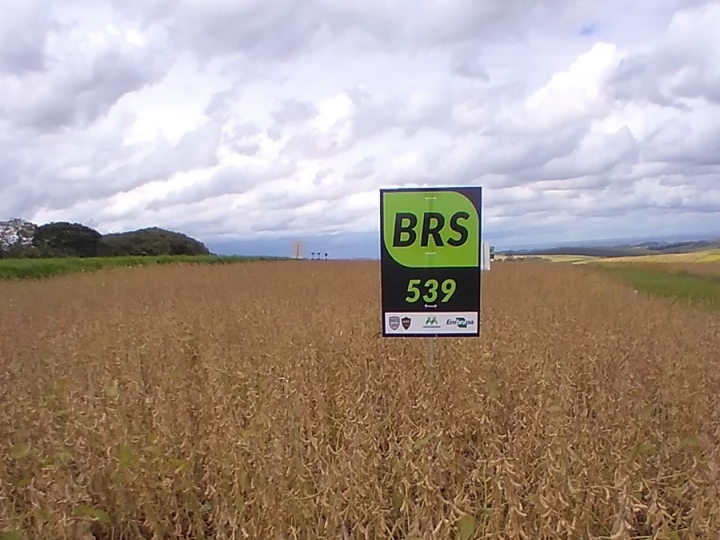 Brasil desenvolve sua primeira soja com tecnologias para manejo de percevejo e ferrugem