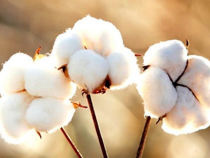 Projeto Ouro Branco promete revolucionar cultivo do algodão em São Paulo
