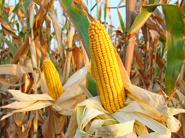Seca afeta maioria das lavouras de milho safrinha