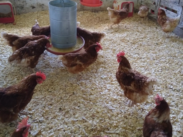 Crédito da imagem: Divulgação Guabi