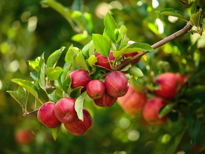 Principal doença da cultura, sarna da macieira exige atenção do produtor na safra