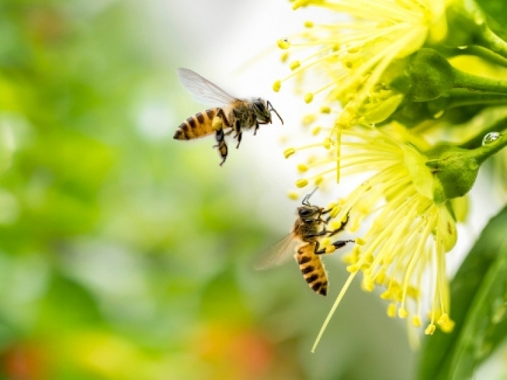 Defesa Agropecuária conclui processo sobre mortalidade de abelhas 
