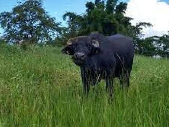 Biotecnologias produtivas e reprodutivas do IZ colaboram na bubalinocultura brasileira 