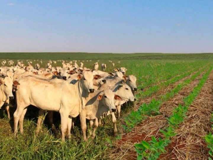 Sistema ILP associa desempenho econômico e menor custo ambiental