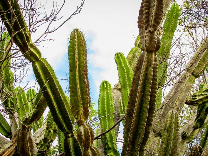 Bactéria encontrada no mandacaru vira bioproduto que promove tolerância à seca em plantas