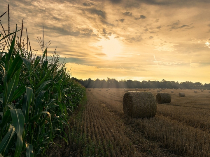 Manejo contra doenças e pragas pode contribuir para recordes na segunda safra do milho deste ano