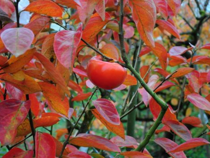 Caqui: fruta da época une sabor e nutrição