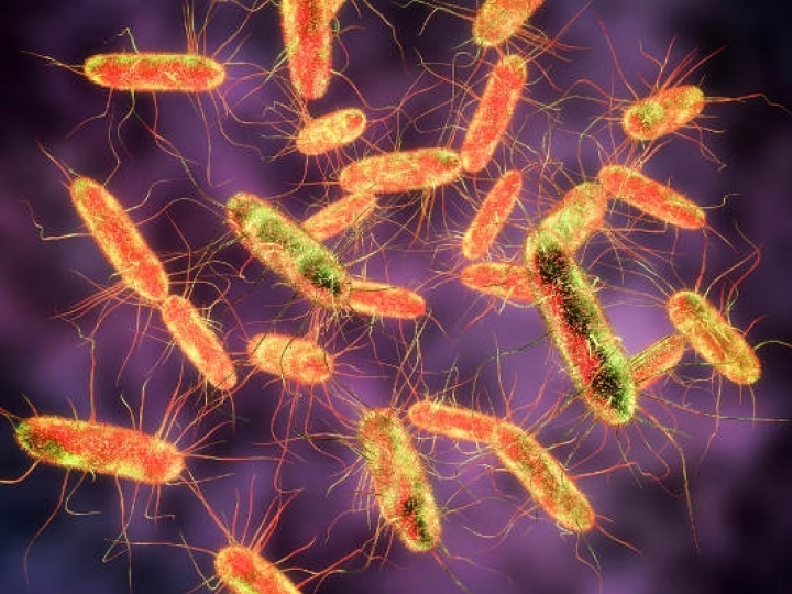 FACTA promove Simpósio on-line sobre Salmonella: controle e tendências