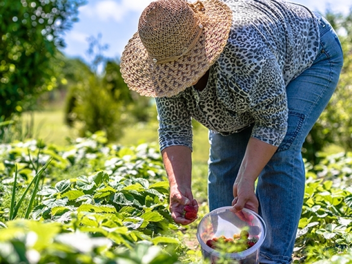 Publicada relação de produtos da agricultura familiar com bônus em maio