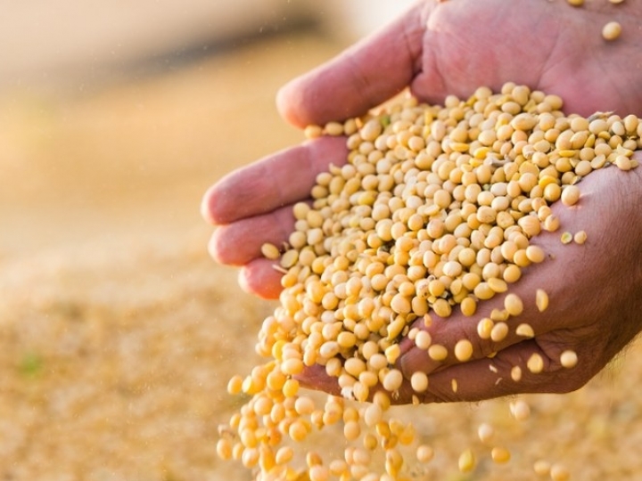 Produção de grãos deve ficar em 9,5 milhões de toneladas