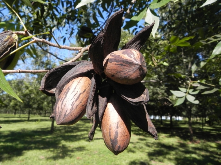 Embrapa assina acordo com IBPEcan para projetar cultura da noz-pecã