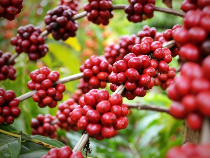 Café conilon do Espírito Santo recebe registro de Indicação Geográfica