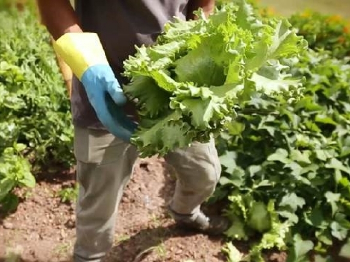Encontro virtual debate impactos da pandemia de Covid-19 na agroecologia