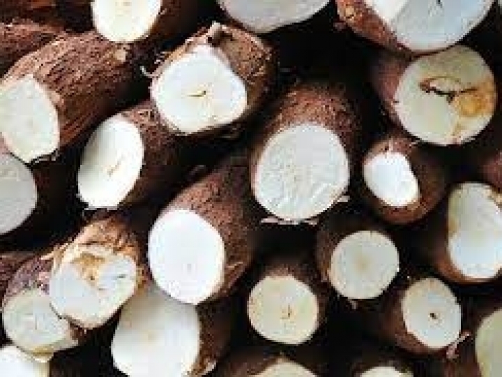 Produtores de mandioca adiam vendas em busca de melhores preços