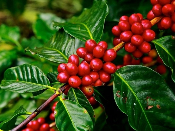 Conab estima redução de 35% na produção de café arábica