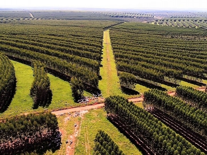 Pesquisa que une produção de celulose e carne de baixo carbono