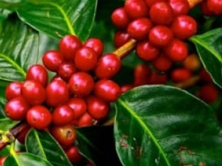 Teores mais altos de CO2 alteram compostos fenólicos da folha do café