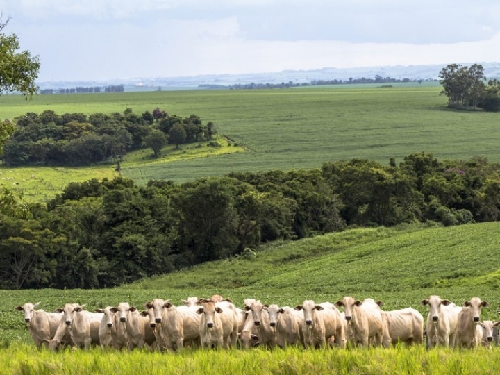  Retomada do setor agropecuário evolui após 1 ano de pandemia