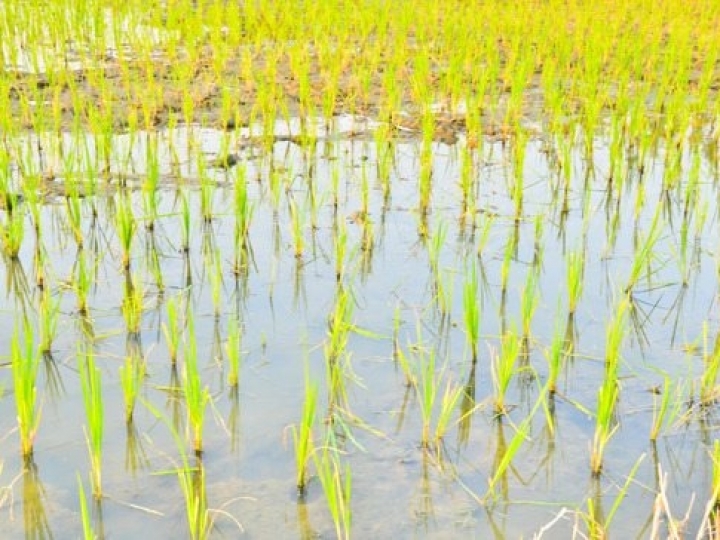 Tempo seco favorece colheita de arroz e soja 