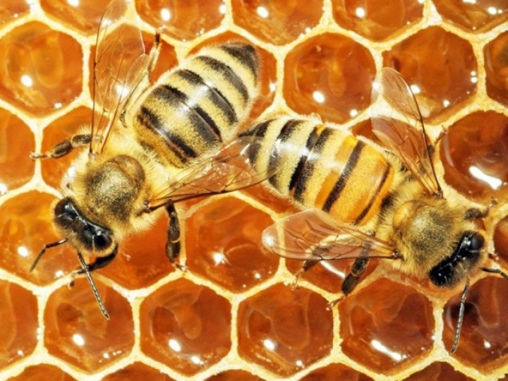 Própolis terá reconhecimento internacional com padronização ABNT 