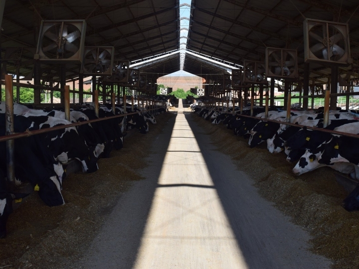 Vendas digitais devem aquecer mercado de sêmen durante semana mundial do Leite