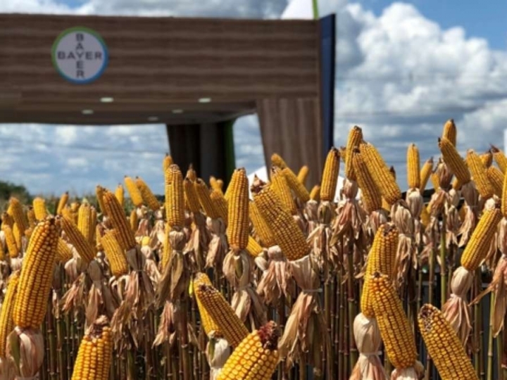 Falta de chuvas pode intensificar a incidência da larva alfinete na safrinha de milho 