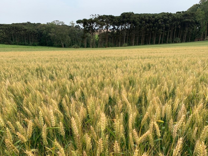 Como fazer mais trigo por dia?