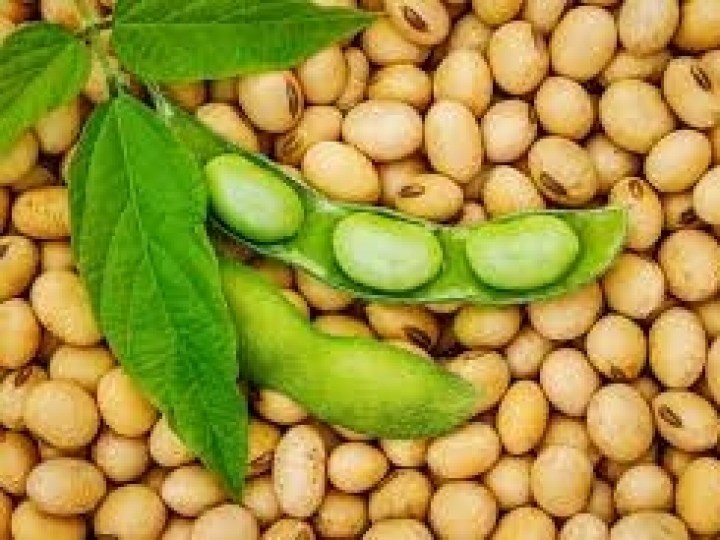 LongPing High-Tech e universidade chinesa estudarão a soja