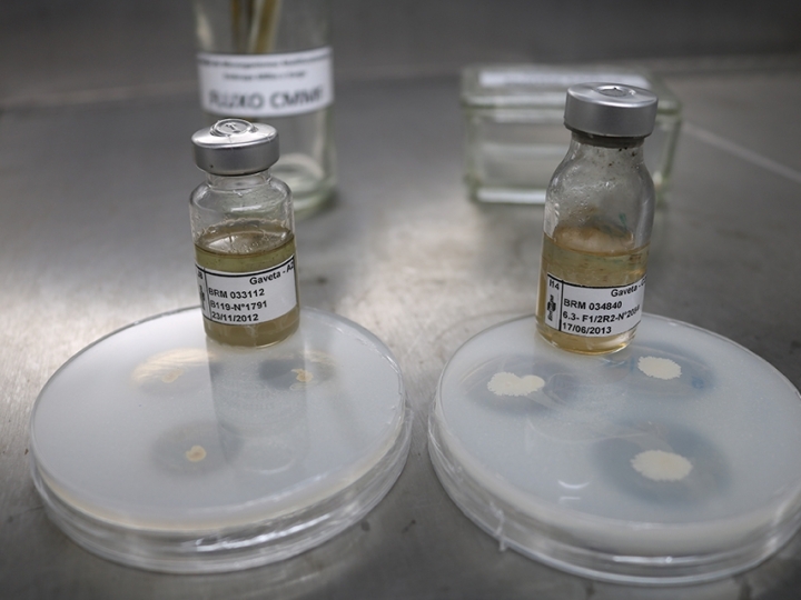 BiomaPhos rendeu R$ 105 milhões ao País em 2020 com aumento de produtividade de soja e milho