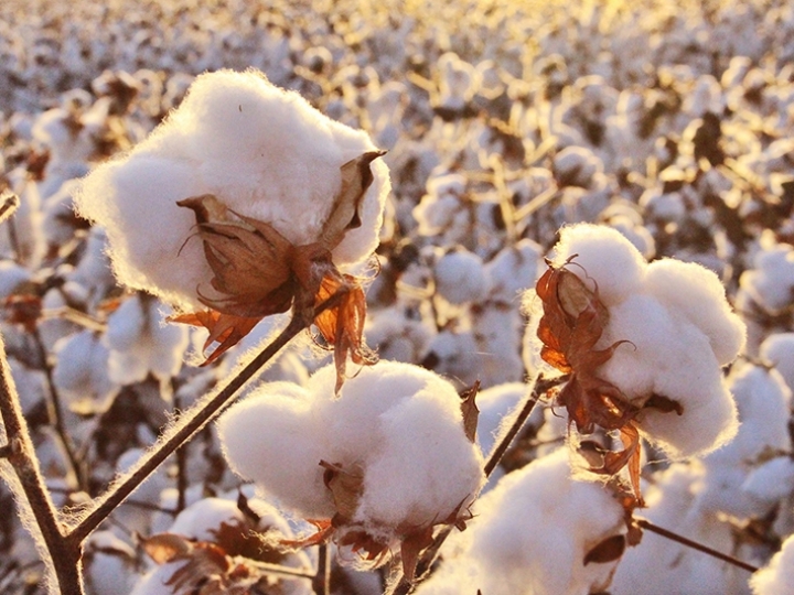 Mapa publica zoneamento agrícola do algodão herbáceo para safra 2021/2022
