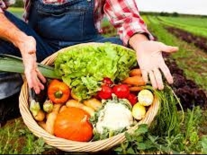 Baixa emissão de carbono é aposta para produção sustentável de alimentos 