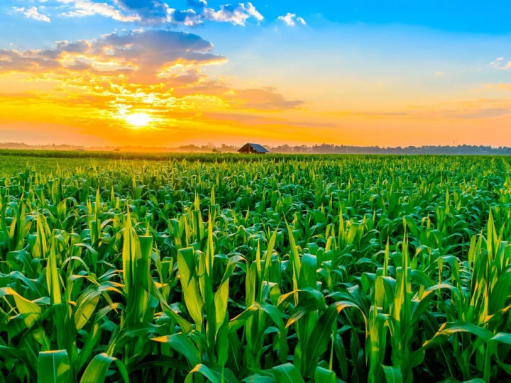 Estimativa de produção recorde de grãos de 271,7 mi de ton com soja e milho à frente