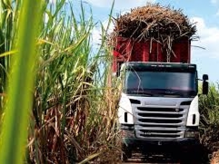 Conab aponta redução na safra de cana-de-açúcar para o ciclo 2021/22