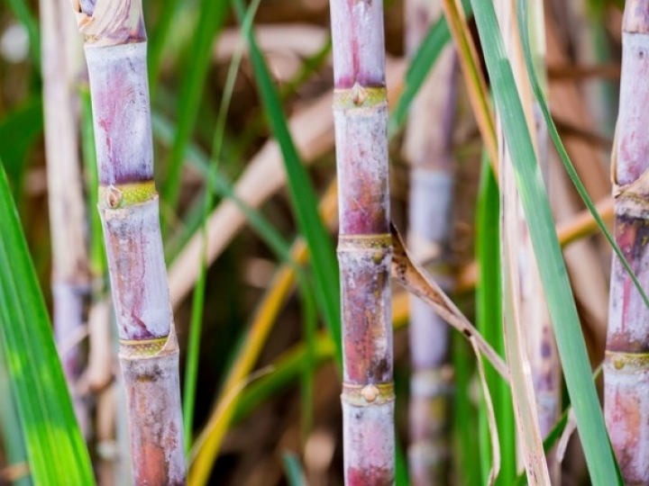CTNBIO aprova nova cana geneticamente modificada do CTC