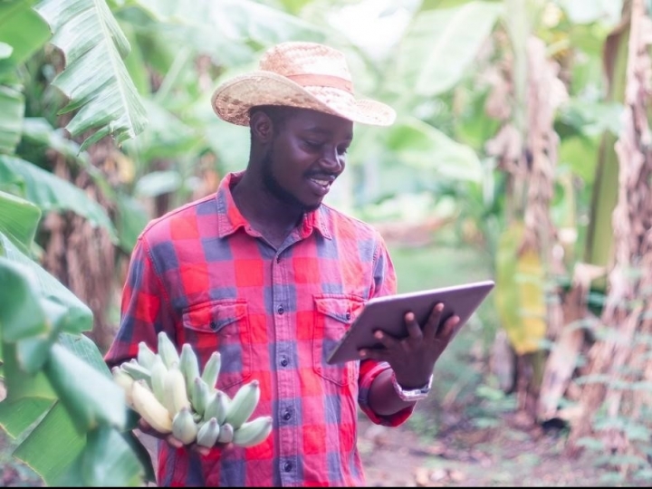 Curso Virtual contribuirá para a prevenção de praga da banana