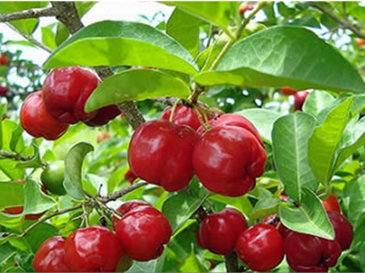 Pesquisa inédita identifica três variedades de acerola para cultivo na Alta Paulista 