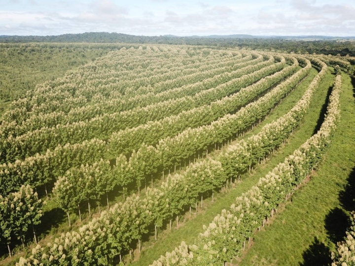 ILPF ganha novas versões de softwares para manejo de precisão do componente florestal